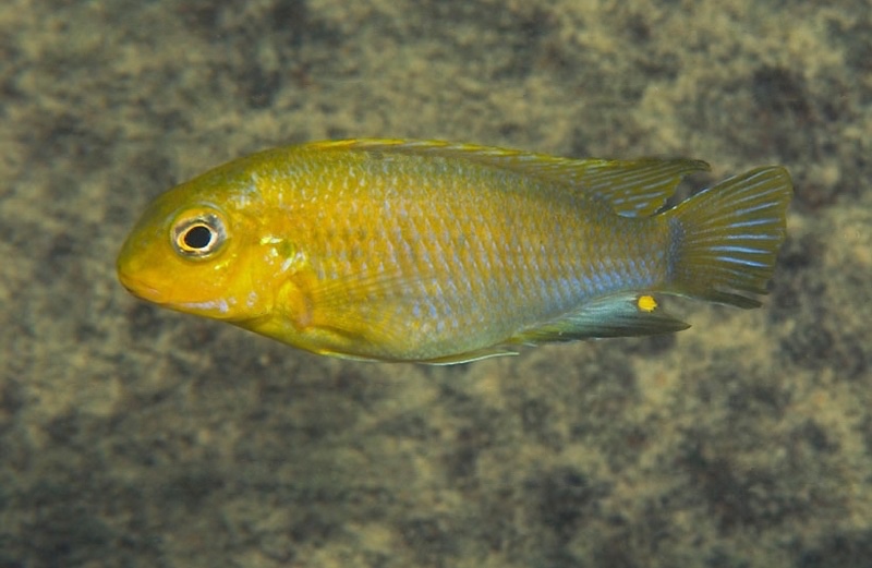 Tropheops sp. 'yellow chin' Yofu Bay